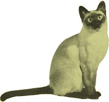 miaouououo